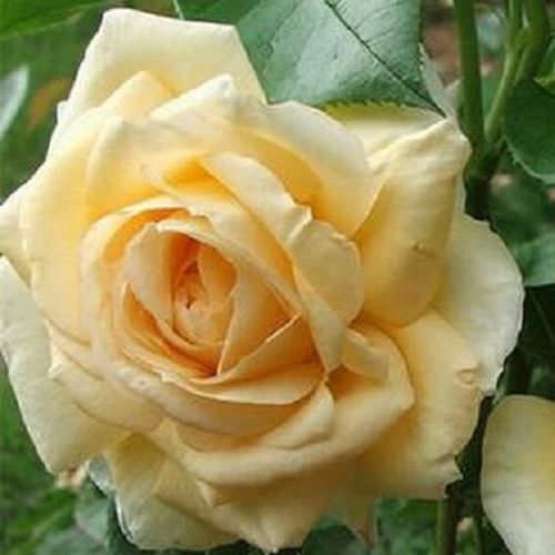 Žlutá - 0 - stromková růže s rovnými stonky v koruně